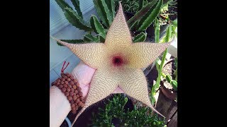 STAPELIA GIGANTEA [upl. by Osy]