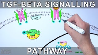 TGF Beta Signalling Pathway [upl. by Tat44]