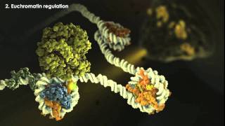 Epigenetics Overview [upl. by Wiedmann]