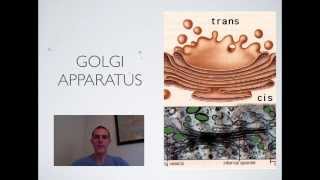 Nucleus and Endomembrane System [upl. by Jehoash]