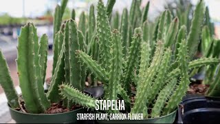 Stapelia the Starfish Plant and Carrion Flower [upl. by Suiravad]