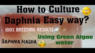 Daphnia MagnaHow to Culture Daphnia Easy wayCulturing Daphnia using Green water Daphnia [upl. by Jamnes]