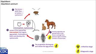 Dipylidium caninum life cycle [upl. by Johiah]