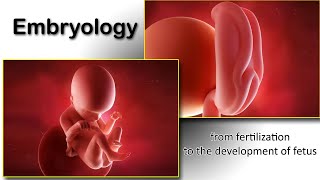 Embryology animation fertilization to development of the nervous system everything in one place [upl. by Gerek701]