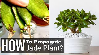 Jade Plant Propagation from Cuttings Crassula Ovata [upl. by Won]