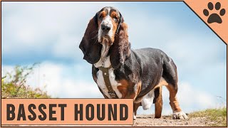 Basset Hound  Dog Breed Information [upl. by Reinert]