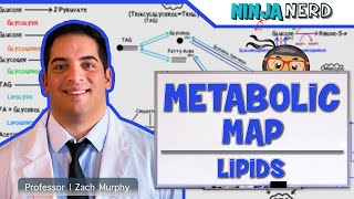 Metabolism  The Metabolic Map Lipids [upl. by Orin]