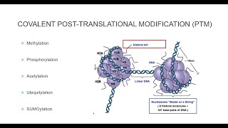 Histone Post Translational Modifications [upl. by Nabois]