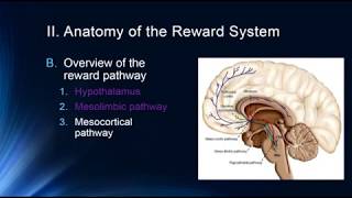 The Reward Pathway [upl. by Joliet]