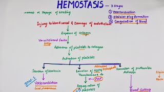 Hemostasis  Easy Flowchart  Physiology [upl. by Rew]