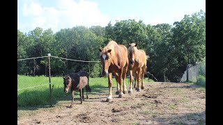 Paddock Paradise Horse Track System [upl. by Aizek174]