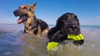 500 DOGS ON A BEACH [upl. by Attem]