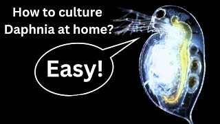 BEST Live Fish Food Beginner guide How to Culture Daphnia at home [upl. by Eidnew]