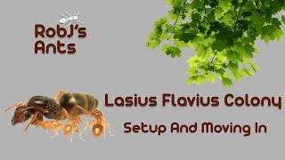 New Large Lasius Flavus Colony 2 Arrival And Move In [upl. by Dyanna182]