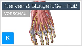 Fuß Blutgefäße und Nerven Vorschau  Anatomie des Menschen  Kenhub [upl. by Havens]