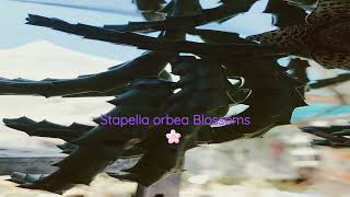 Stapelia orbea Blossoms [upl. by Alveta]