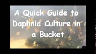 How to culture daphnia outside [upl. by Alesig51]