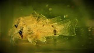 Breeding Panda Corydoras  Spawning Mop Method [upl. by Aninay791]