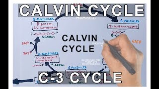 Photosynthesis  Calvin Cycle [upl. by Annis966]