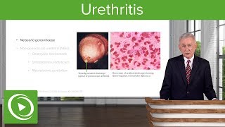 Urethritis Definition amp Pathology – Infectious Diseases  Lecturio [upl. by Tebazile]