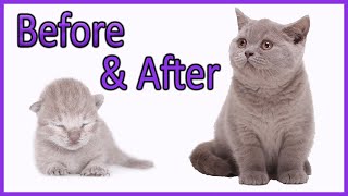 ✔️ Learn How Baby Kittens Grow 010 Weeks British Shorthair Lilac Kitten Compilation [upl. by Llerej]