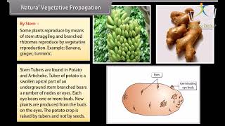 Class 10 SCIENCE BIOLOGY  Chapter How Do Organisms Reproduce I  CBSE [upl. by Binetta619]