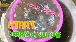 How to culture daphnia moina the easy way 1  Starting the Daphnia culture [upl. by Assert134]