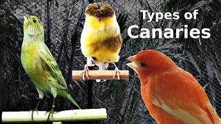 Types of Canaries [upl. by Nelehyram]