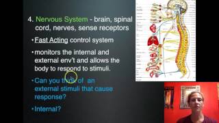 11 Human Body Systems [upl. by Anpas]