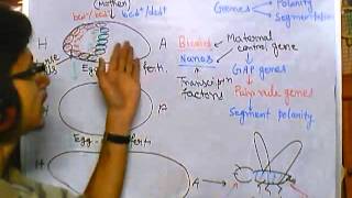 Developmental biology part 5 developmental biology of drosophila [upl. by Ahsineg]