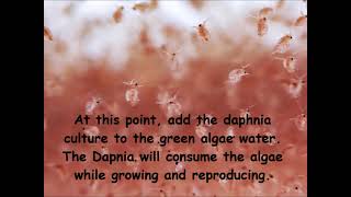 Daphnia  How to grow daphnia in your home [upl. by Fabio]