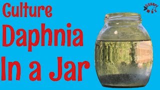 How to Culture Daphnia in a Jar [upl. by Robbins]