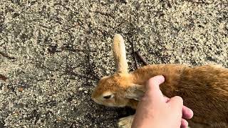 Okunoshima Rabbit Island 🐇Japan 🇯🇵031024 [upl. by Amr]