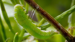 Caterpillar Cocoon Timelapse  BBC Earth [upl. by Peria]