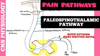 PAIN PATHWAYS  1  Paleospinothalamic Pathway  CNS  Physiology [upl. by Rothberg]