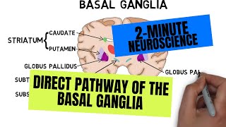 2Minute Neuroscience Direct Pathway of the Basal Ganglia [upl. by Hsizan]