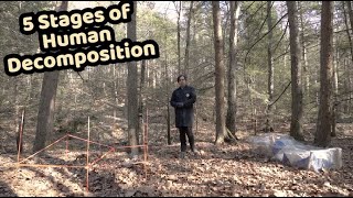 How does a human body decompose  Body Farm Forensics [upl. by Ahtenek981]