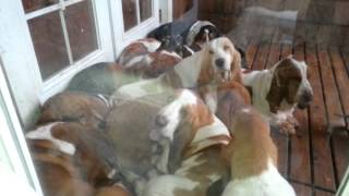 Bellingham bassets lazy hounds European Basset hounds [upl. by Ailati]