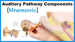 Auditory Pathway Components Mnemonic [upl. by Willie]