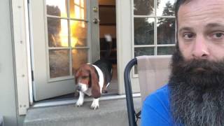 Our Bossy Basset Hound [upl. by Arihsay]