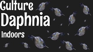 How to Culture Daphnia [upl. by Ahsilif186]