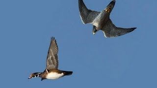 PEREGRINE FALCON STRIKES DUCK MIDAIR [upl. by Oram]