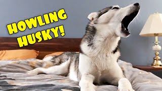 Howling Husky  My Dog Teaches Me to Howl [upl. by Priscilla]