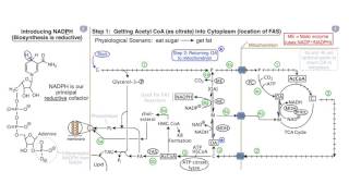 Fatty Acids and Lipid Biosynthesis [upl. by Arec527]