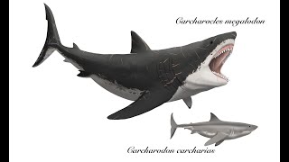 Otodus Carcharocles megalodon  the largest predatory shark that ever lived [upl. by Cott324]