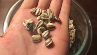 Harvesting and Toasting Mammoth Sunflower Seeds [upl. by Yliak]