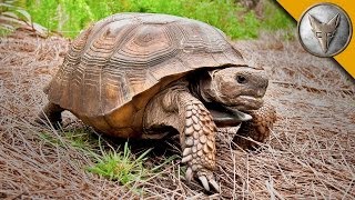 On the Lookout for the Mighty Gopher Tortoise [upl. by Ethyl]