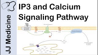 Inositol Triphosphate IP3 and Calcium Signaling Pathway  Second Messenger System [upl. by Aleahc]