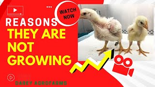 Why your Broilers are not Growing [upl. by Asseniv]