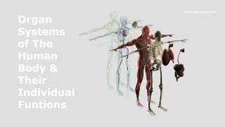 The 11 Major Organ Systems amp Their Functions [upl. by Lanny945]